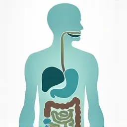 Digestive Health Fundamentals: Your Complete Guide to How Your Gut Really Works
